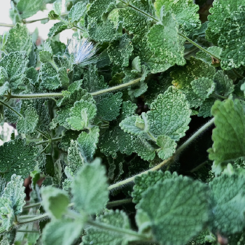 Ingredient Image